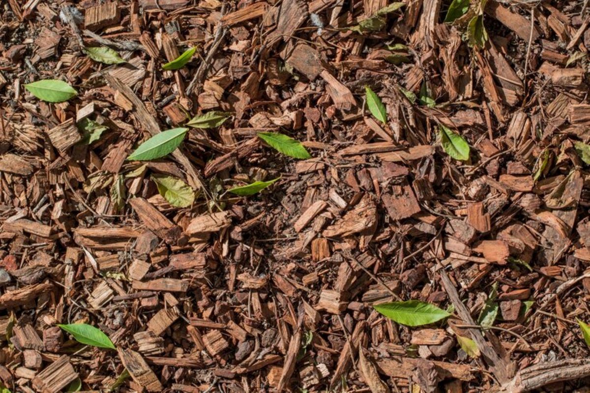 Wood Chip Mulch vs. Bark Mulch: Which One is Best for Your Garden?