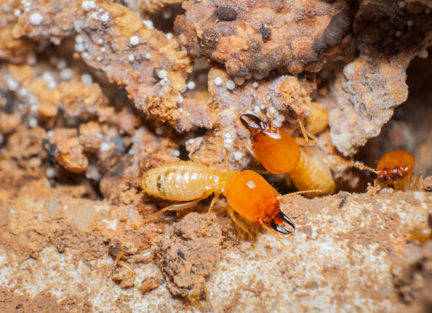 Termite Sydney