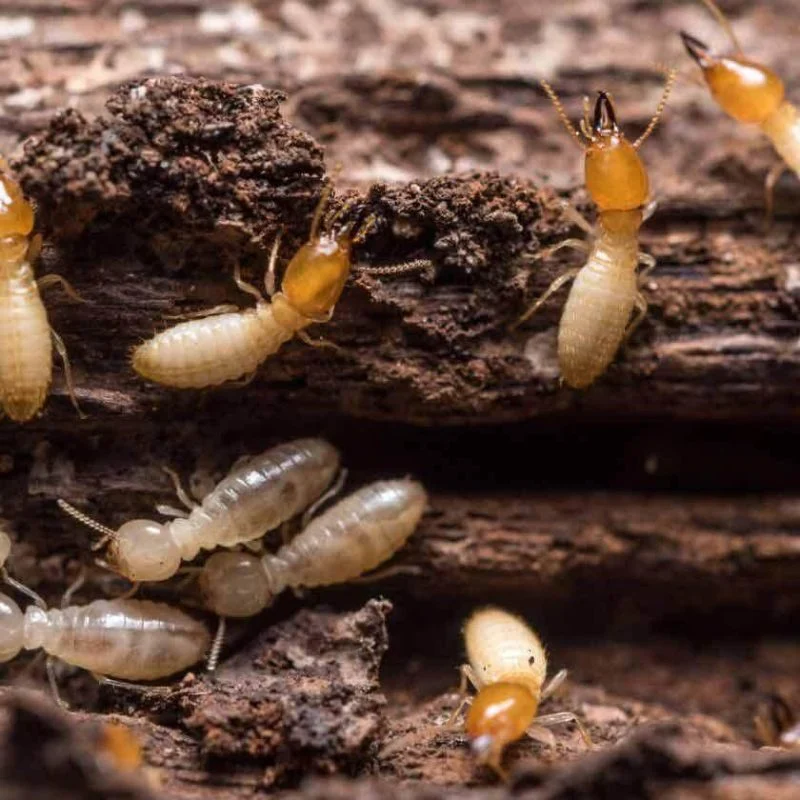 Termite Sydney: Why Coastal Properties Are at Higher Risk